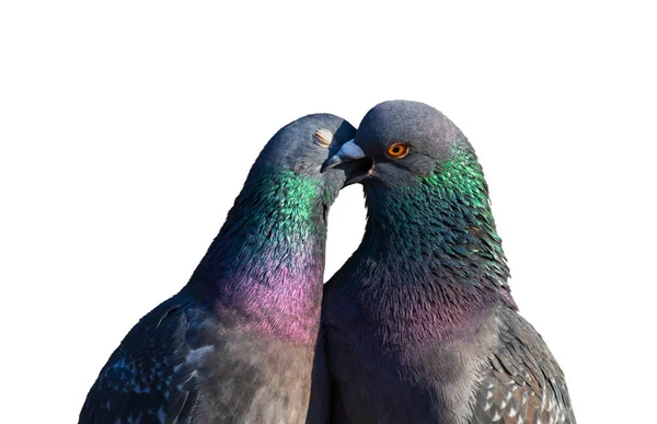 Kissing doves in the shape of a heart on a white background — Stock Photo, Image