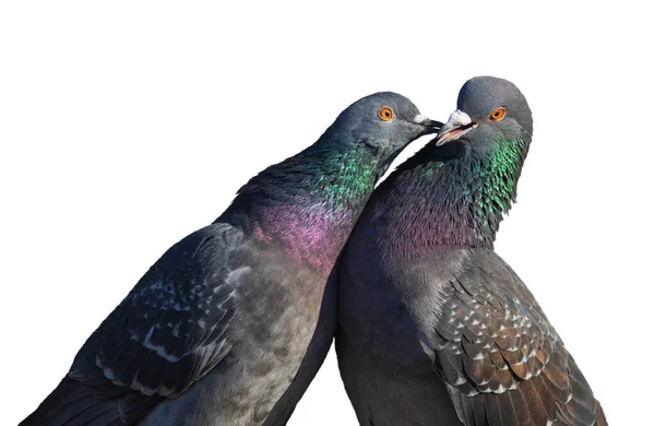 Kissing doves on white background — Stock Photo, Image