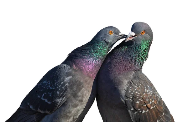 白い背景で鳩にキス — ストック写真