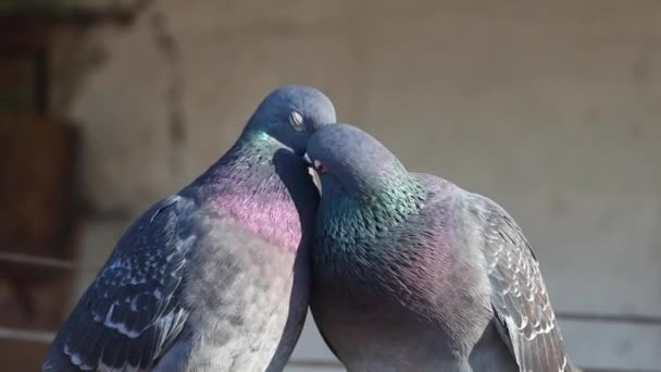 Kissing pair of doves with beautiful plumage — Stock Video