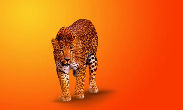 Luipaard wandelen op oranje achtergrond — Stockfoto