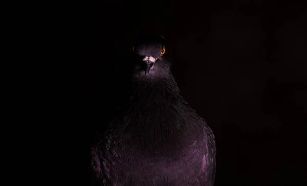 暗闇の中からカメラを見て鳩は — ストック写真