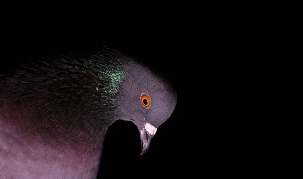鸽子在黑色背景的羽毛上有漂亮的色调 — 图库照片