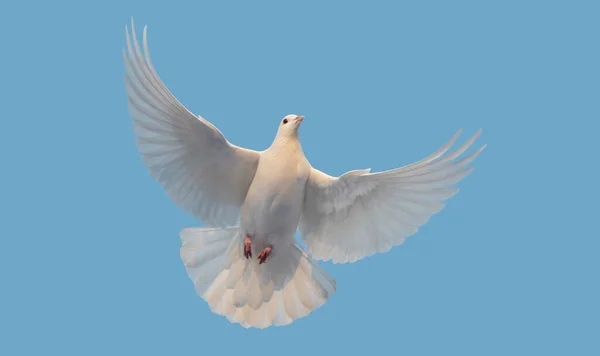 Bílá holubice míru létá na jasné obloze — Stock fotografie