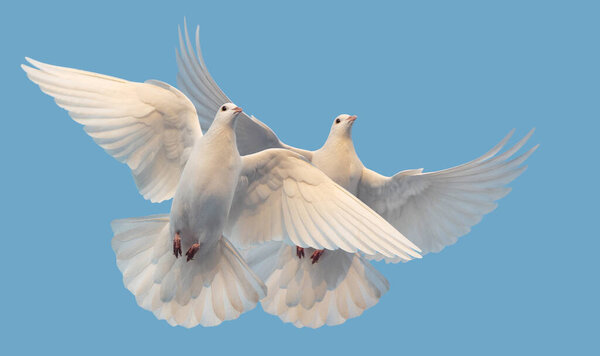 white doves of peace and freedom fly in the sky