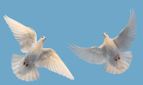 white doves of peace fly in the sky