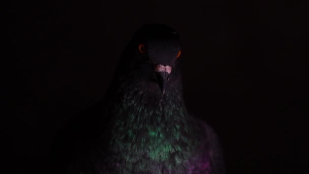 Paloma negra de la oscuridad mirando a la cámara — Vídeo de stock