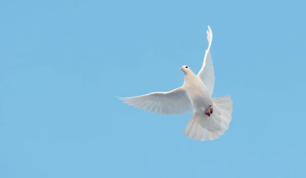 Λευκό περιστέρι της ειρήνης πετά στον γαλάζιο ουρανό — Φωτογραφία Αρχείου