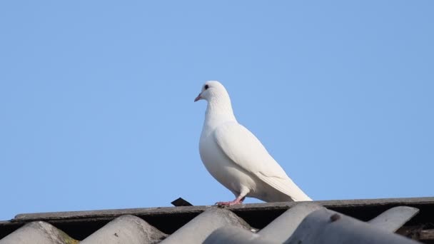 白鸽坐在房子的屋顶上 — 图库视频影像