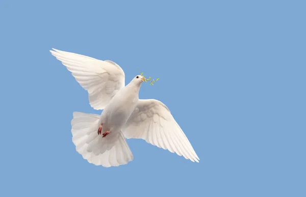 Porumbel de pace cu o ramură în cioc muște — Fotografie, imagine de stoc