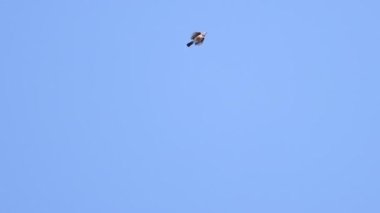 Jay güzel bir şekilde kanatlarını açıyor ve gökyüzünde uçuyor.