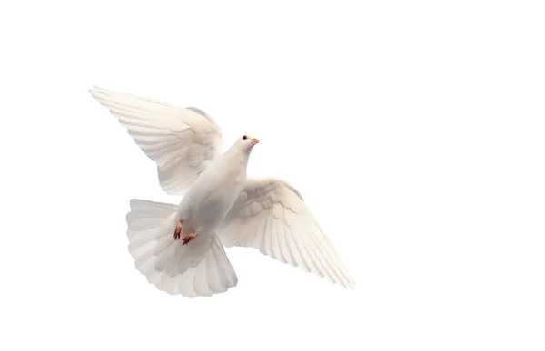 Pomba branca voando sobre um fundo branco — Fotografia de Stock