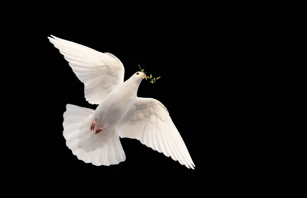 White dove with a branch in its beak flies on black — Stock Photo, Image