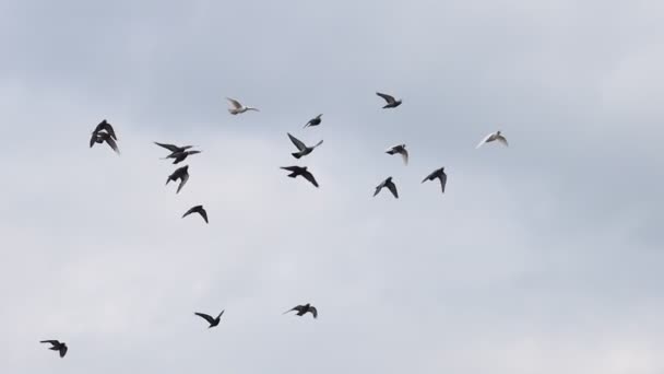Palomas volando en el cielo cámara lenta — Vídeos de Stock