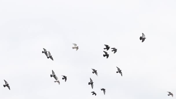 Hejno holubů zpomalené létání — Stock video