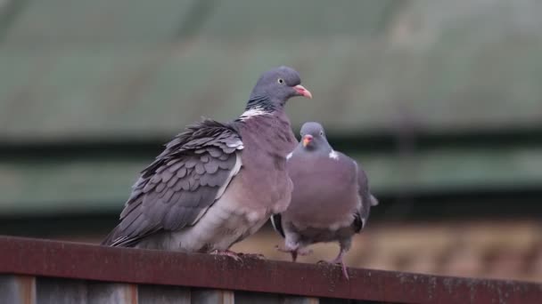 Pair of wood pigeons on a courtship fence — Stock Video
