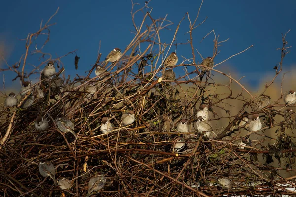 Sparrows sit on the bushes after the rain — Stock Photo, Image