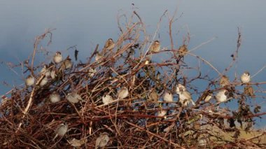 Serçeler yağmurdan sonra şarkı söylüyor çalılarda otururken