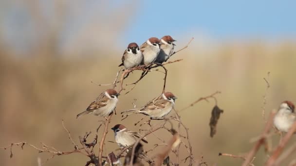 Vrabci se střídají na větvi — Stock video