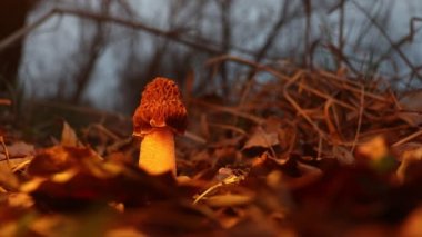 Baharda morel yaprakların arasında güzel bir akşam ışığında