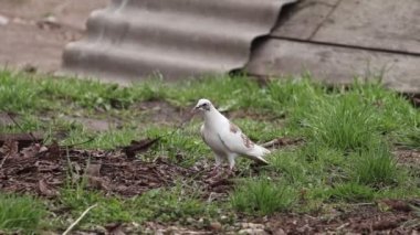 Beyaz güvercin yuva için dallar topluyor.