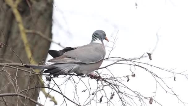 Gołąb na drzewie łamie gałęzie dla gniazda — Wideo stockowe