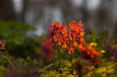 Ormanda güzel bahar çiçekleri, vahşi ormanın güzelliği