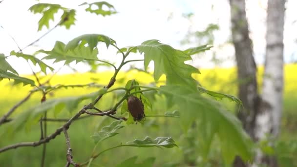 カブトムシはオークの葉の上に座り — ストック動画