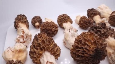 Morels beyaz arka planda yeni seçildi