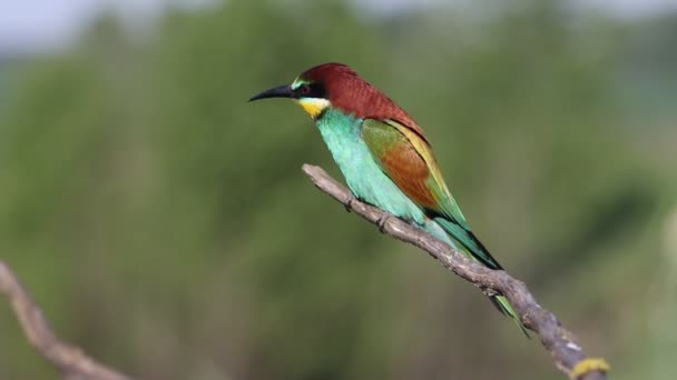 화려 한 색깔의 새가 마른 나뭇가지에 앉아 있다 — 비디오