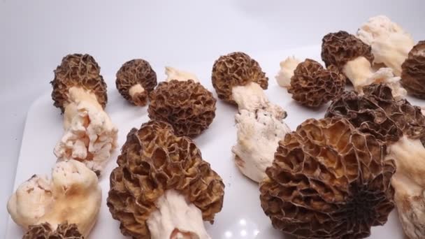 Morels freshly picked on a white background — Video Stock