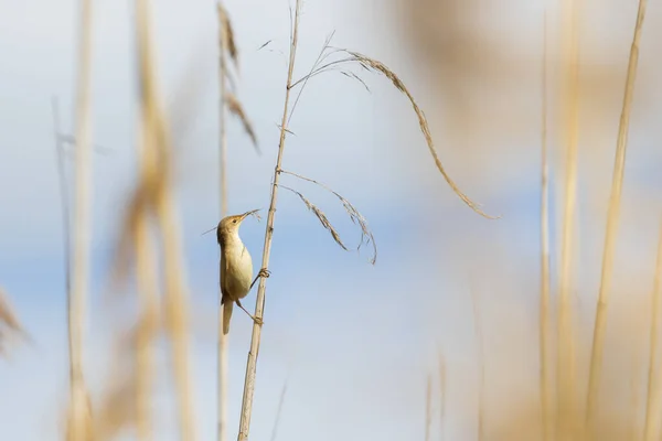 Pequeno pássaro reúne o material de um ninho — Fotografia de Stock