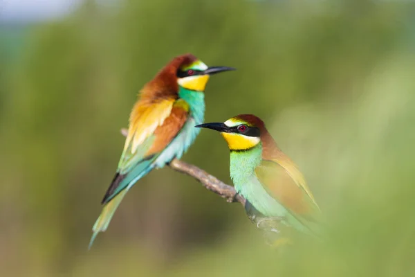 Birds of paradise bee-eaters among spring greenery —  Fotos de Stock