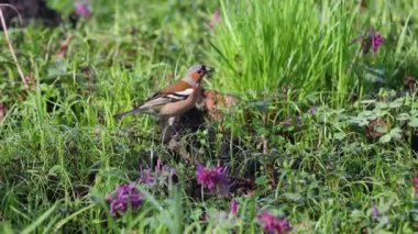 Chaffinch orman çiçeklerinin arasında oturur sonra uçar gider.