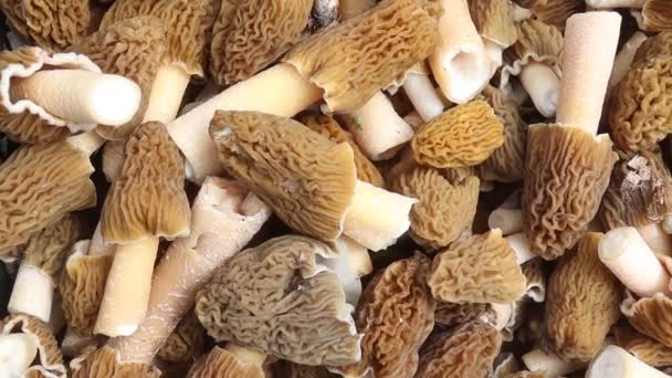 Morels panorama świeżo zebranych grzybów — Wideo stockowe