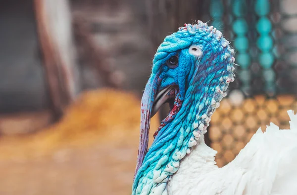 Beautifully colored turkey close-up portrait — Photo