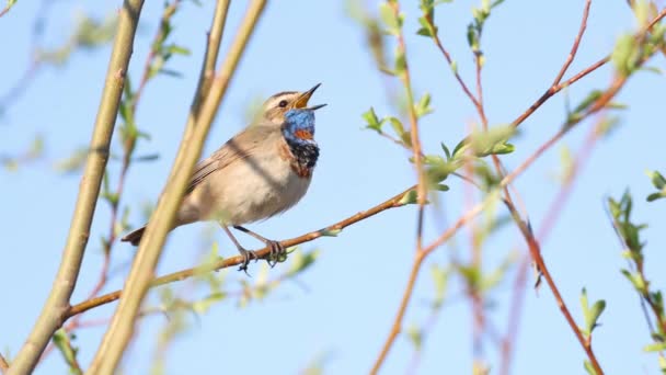 Bird sings a beautiful song in spring — стоковое видео