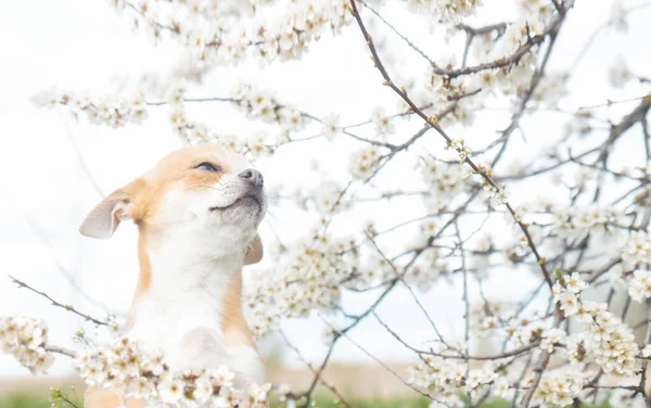 Lindo cachorro mira un árbol floreciente con una sonrisa — Foto de Stock