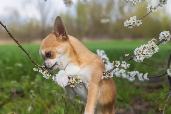 Cute puppy playing with a flowering branch — Stock Photo, Image