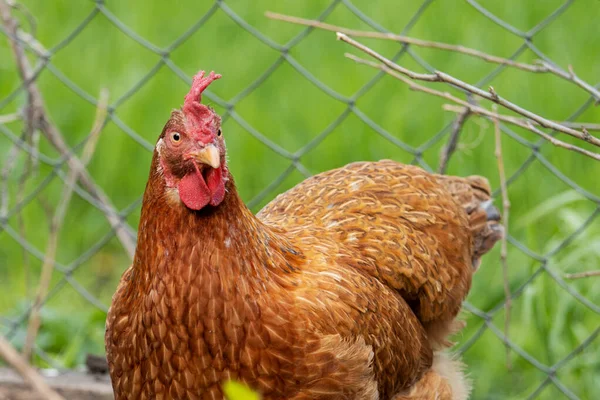 Frango surpreso olhando para a câmera — Fotografia de Stock