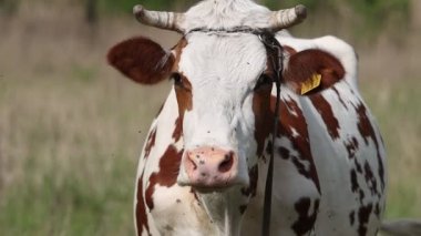 İnek, kuyruğu ve diliyle sinekleri uzaklaştırır.