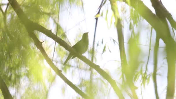 Rossignol chante magnifiquement une chanson assise sur une branche ensoleillée — Video