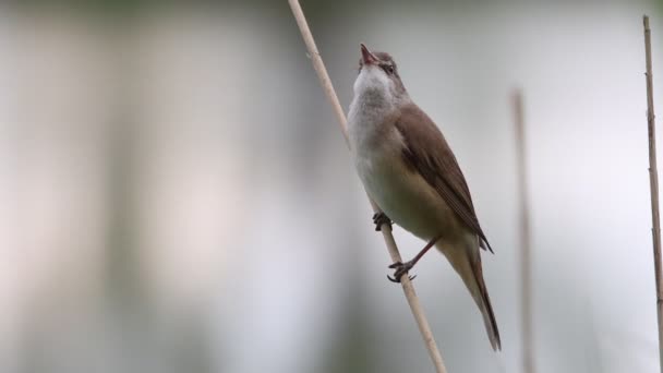 Warbler canta una canción sentada en una caña — Vídeos de Stock