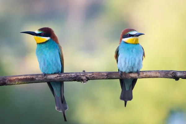 Paire d'oiseaux de paradis assis sur une branche — Photo