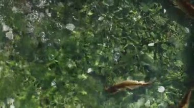 Balıklar yeşil çimenlerin üzerinde yüzer.