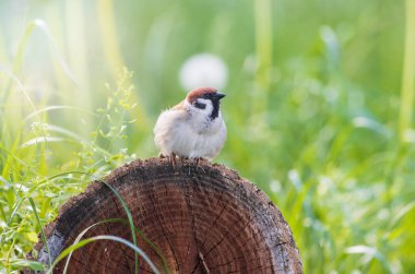 Serçe kütüğün üzerinde oturuyor, vahşi yaşam.