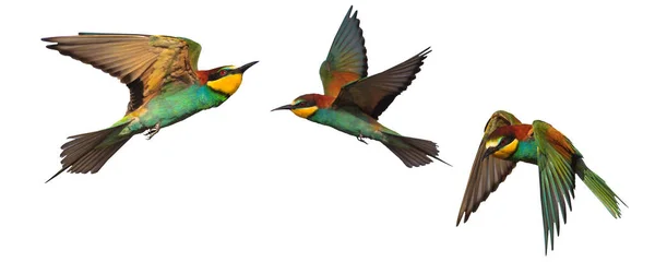 Cennet Renkli Kuşlar Beyaz Arka Planda Uçuyor Vahşi Yaşam — Stok fotoğraf