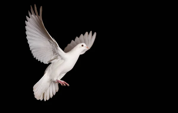 Witte Duif Vliegen Een Zwarte Achtergrond Vrijheid — Stockfoto