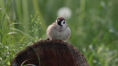 Serçe cıvıldıyor bir kütüğün üzerinde, vahşi bir yaşam