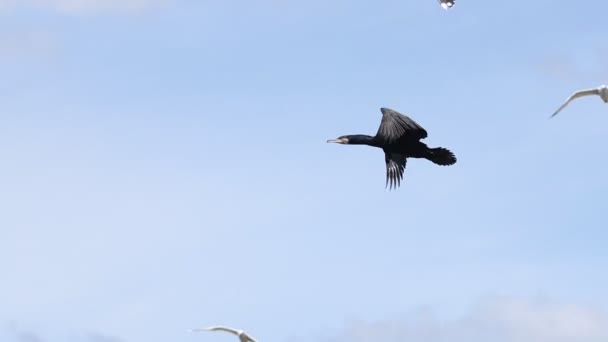 Schwarzer Vogel Fliegt Zeitlupe Kormoran Wildtiere — Stockvideo